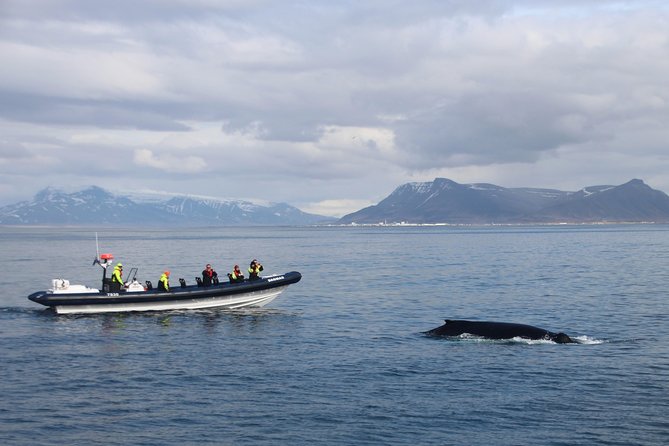 2-Hour RIB Boat Whale Watching Tour from Reykjavik - RIB Boat Whale Watching in Reykjavik, fast access to the action