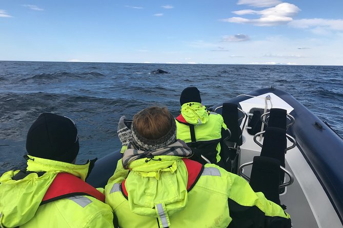2-Hour RIB Boat Whale Watching Tour from Reykjavik - Following whales and dolphins in Faxaflói Bay, the real spotting game