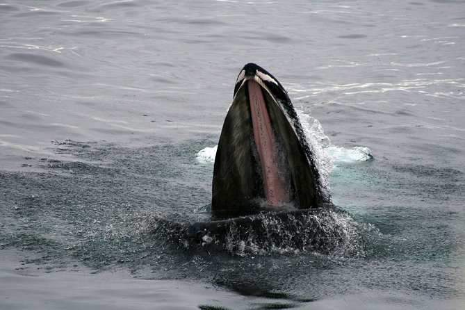 2-Hour RIB Boat Whale Watching Tour from Reykjavik - The puffin stop at Akurey in summer, what it is and what to aim for