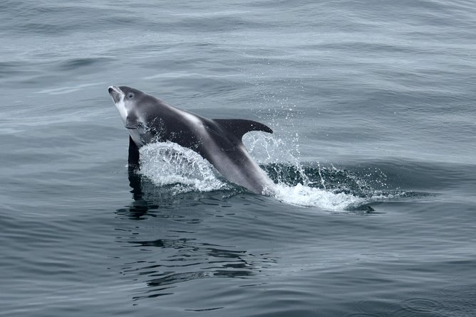 2-Hour RIB Boat Whale Watching Tour from Reykjavik - How long is it, and how to time your day around the 2 hours