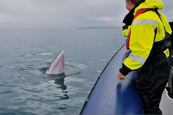 2-Hour RIB Boat Whale Watching Tour from Reykjavik - Meeting at Ægisgarður 5 and getting your gear sorted without drama