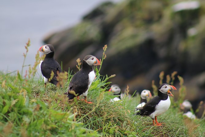Classic Puffin Watching Cruise from Downtown Reykjavík - Key Points Before You Go