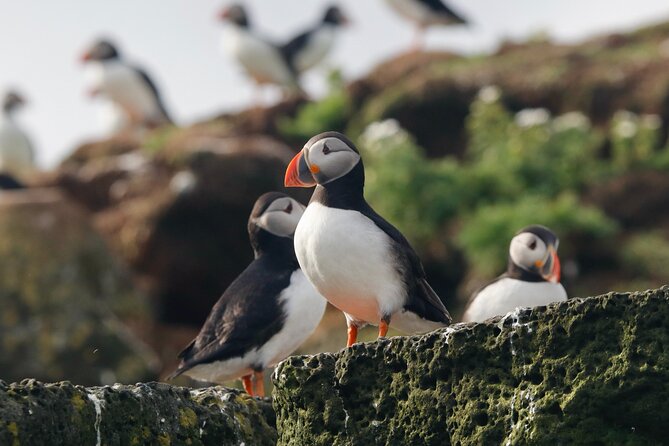 Classic Puffin Watching Cruise from Downtown Reykjavík - Entering the Old Harbour: Where the Cruise Starts and What You Need
