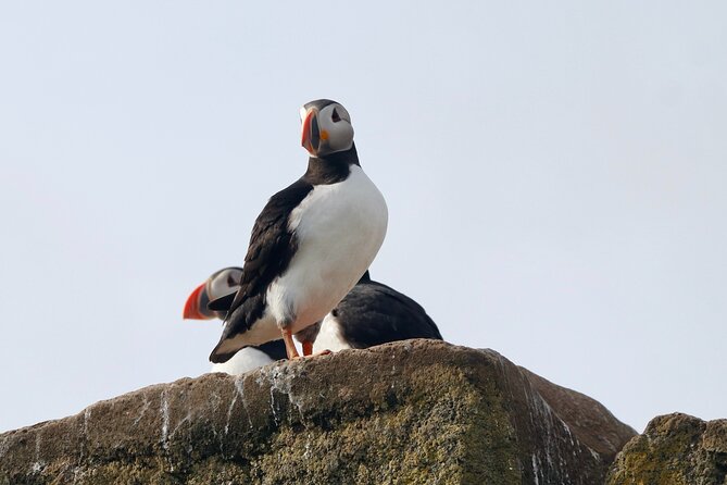 Classic Puffin Watching Cruise from Downtown Reykjavík - What You’ll See Besides Puffins: The Reykjavik City Views