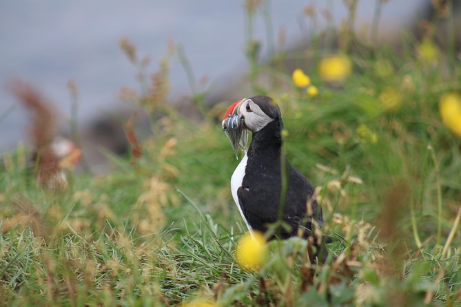 Classic Puffin Watching Cruise from Downtown Reykjavík - Fit, Comfort, and Who Should Book This Puffin Cruise