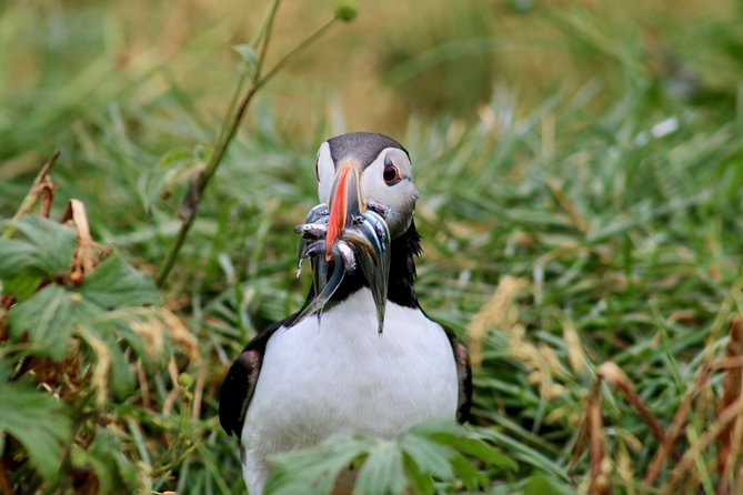 Classic Puffin Watching Cruise from Downtown Reykjavík - Practical Tips That Make a Real Difference in Iceland Wind