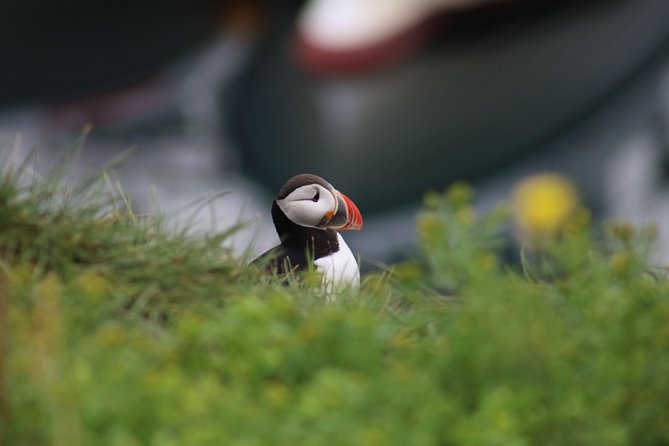 Classic Puffin Watching Cruise from Downtown Reykjavík - Cancellation and Weather: What to Expect When Iceland Says No