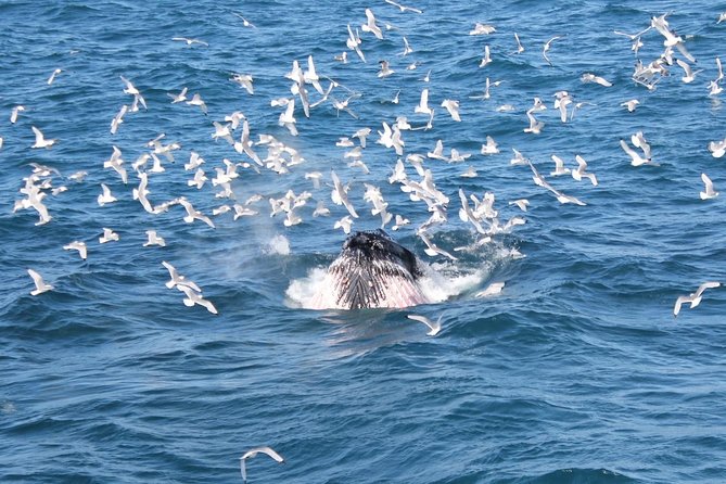 Deluxe Whale Watching and Whales of Iceland Exhibition Combo from Reykjavik - How the combo works: cruise time plus the Whales of Iceland add-on