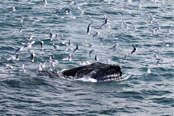 Deluxe Whale Watching and Whales of Iceland Exhibition Combo from Reykjavik - Price and value: what $120 buys you in the real world
