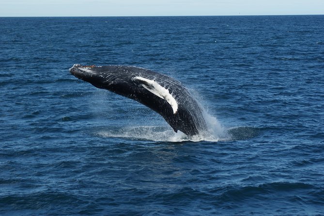 Deluxe Whale Watching and Whales of Iceland Exhibition Combo from Reykjavik - Should you book this Reykjavik combo?