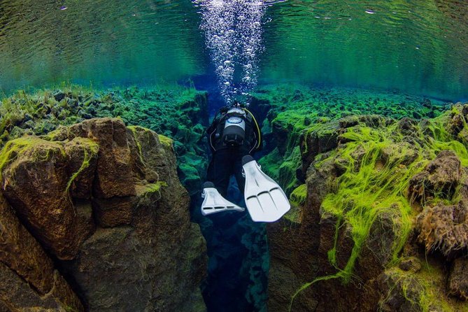 Dive the Divide: Silfra Fissure Scuba Tour | Reykjavik Pickup - Þingvellir National Park Stop: More Than a Scenic Break