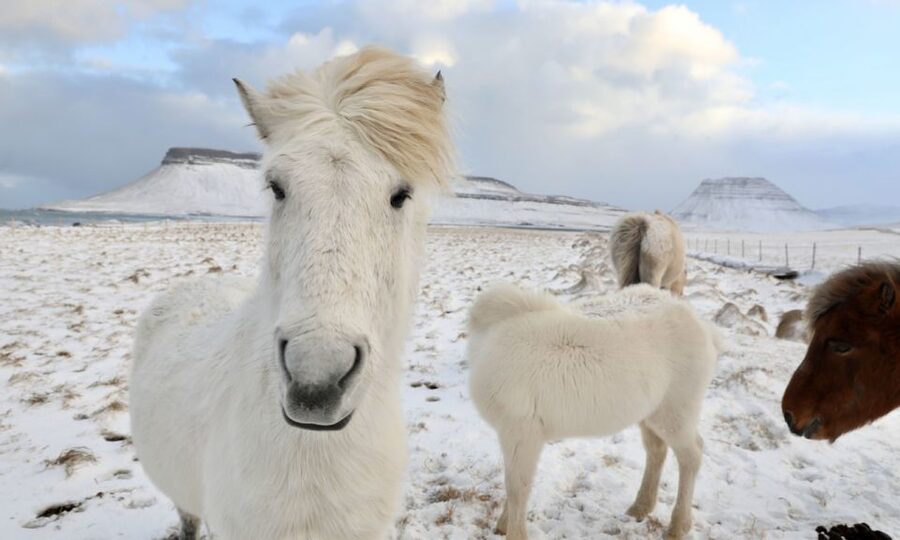 From Reykjavík: Full-day Golden Circle & Horse Riding Tour - Reykjavík Pickup, Then a Comfortable Transfer Out to the Countryside