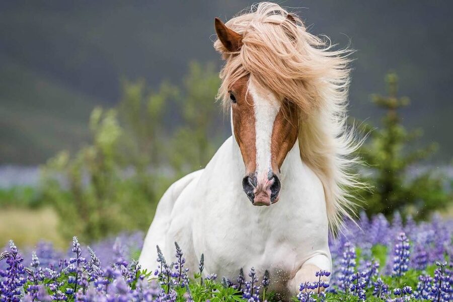 From Reykjavik: Full-Day Horse Riding & Golden Circle Tour - Laxnes Horse Farm ride: what you do in the morning