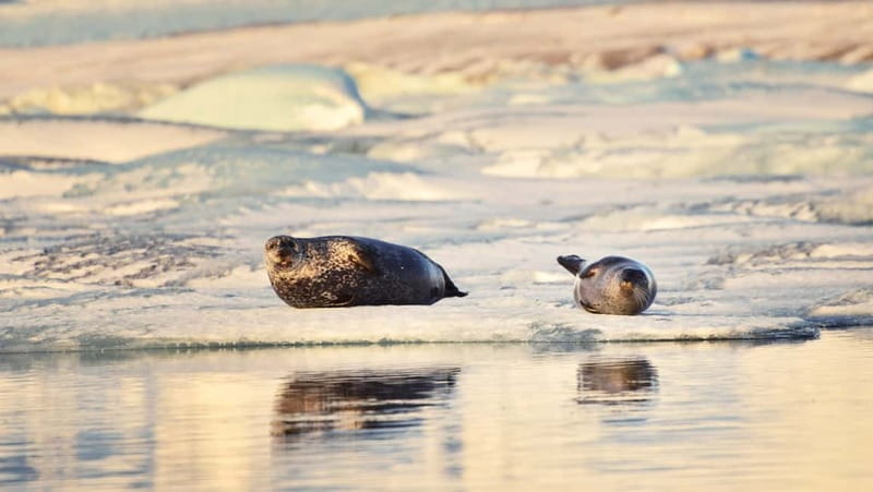 From Reykjavik: Glacier Lagoon and Fjaðrárgjúfur Canyon Tour - Key highlights worth your attention