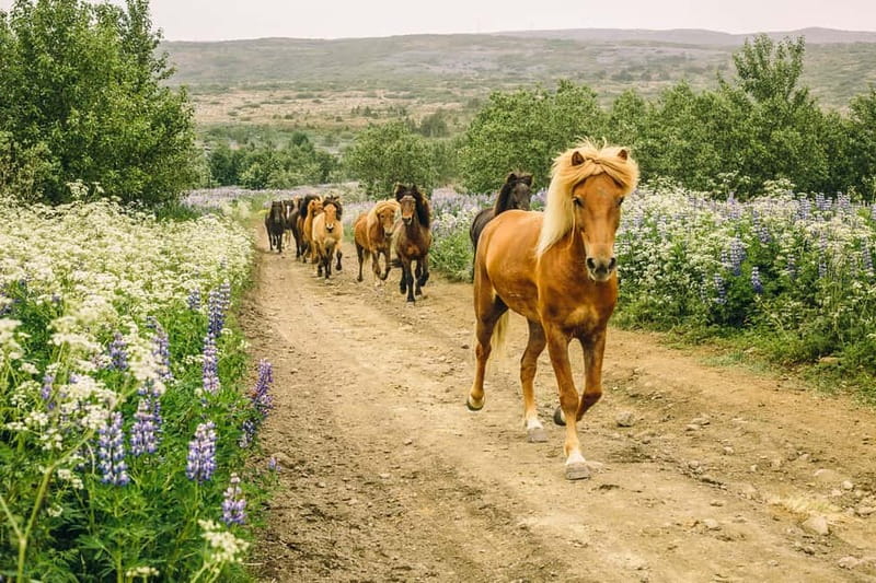 From Reykjavík: Icelandic Horse Riding Tour in Lava Fields - Getting Ready: Overalls, Helmets, Boots, and Iceland Gear Rules