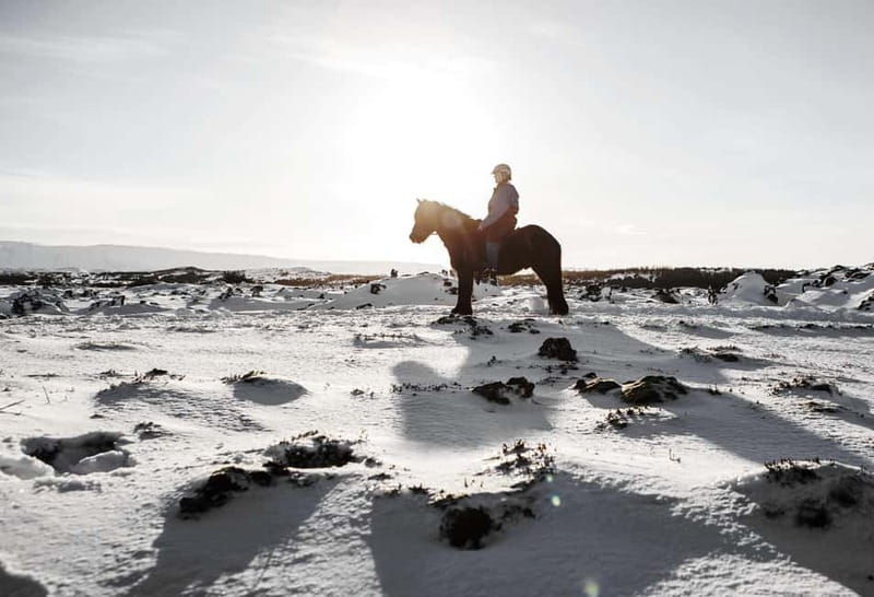 From Reykjavík: Icelandic Horse Riding Tour in Lava Fields - Who Should Book, and Who Should Skip This Ride