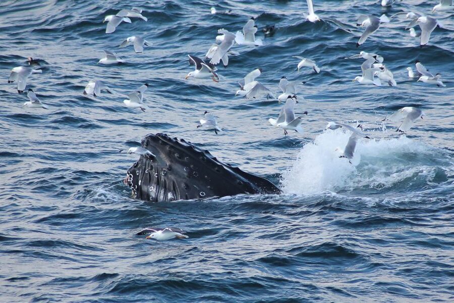 From Reykjavik: Whale Watching Tour - Faxaflói Bay from Reykjavik: why this whale watch feels different