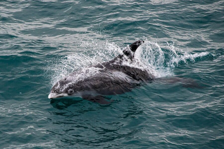 From Reykjavik: Whale Watching Tour - Who this Reykjavik whale watching tour suits best