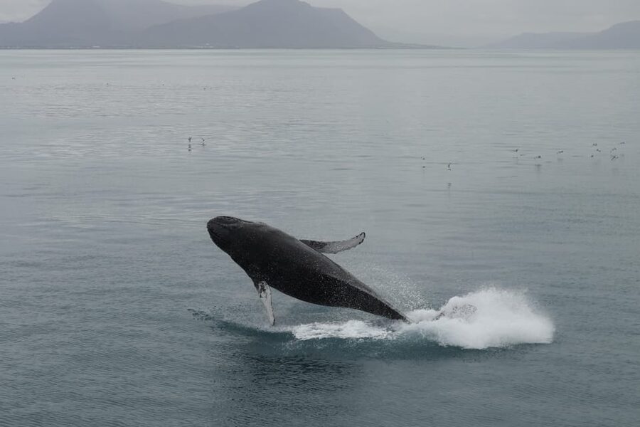 From Reykjavik: Whale Watching Tour - Geirsgata 11 check-in, and the first 30 minutes in Reykjavik