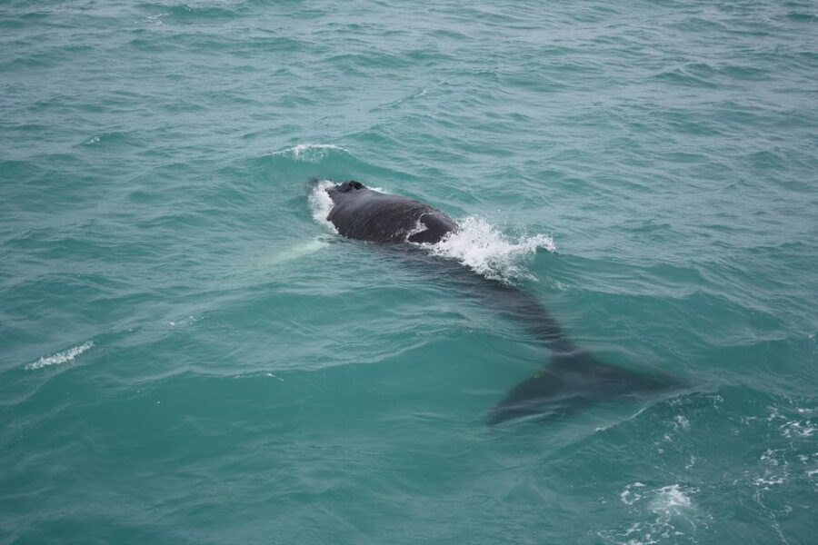 From Reykjavik: Whale Watching Tour - Faxaflói Bay target time: minke whales, humpbacks, dolphins, and the spotting game