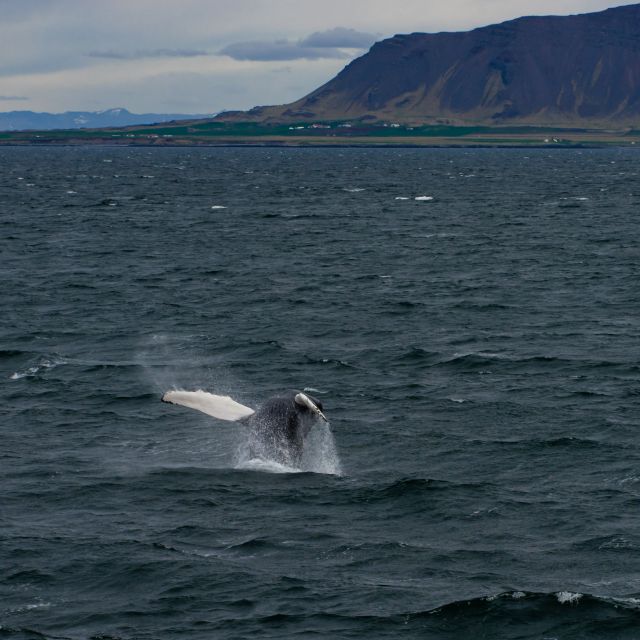 From Reykjavik: Whale Watching Tour - What the boat experience really includes: warmth, overalls, cabins, and WiFi