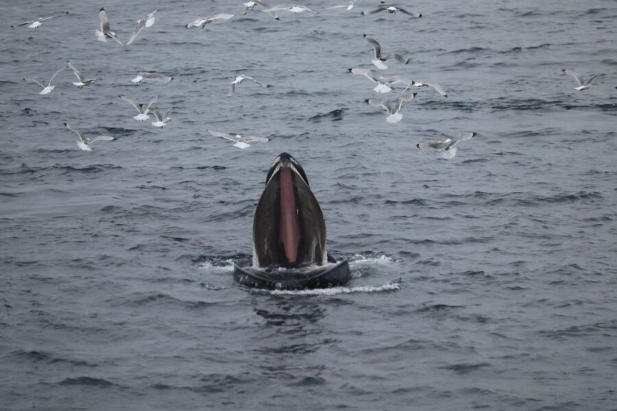 From Reykjavik: Whale Watching Tour - The wildlife bonus: seals, puffins, and why birds help you find whales