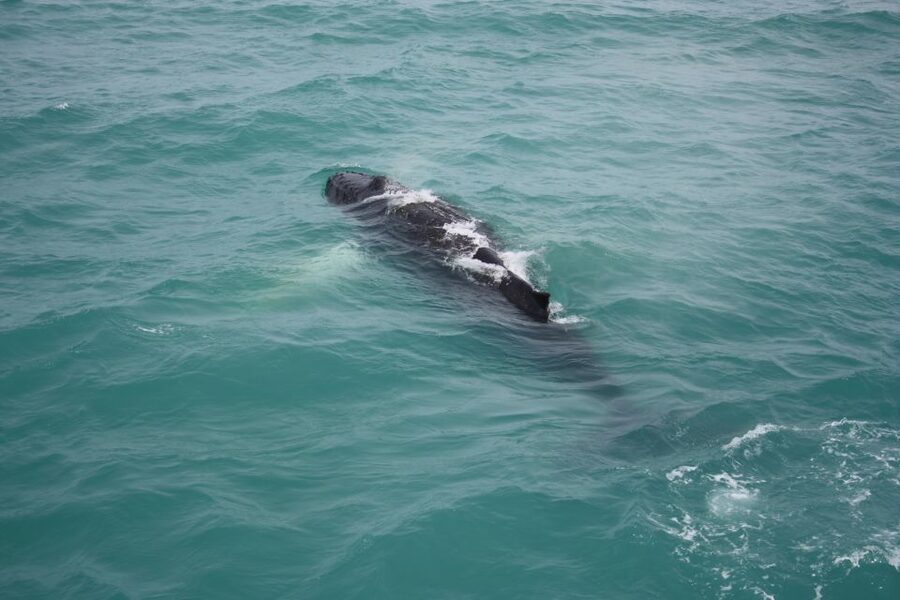 From Reykjavik: Whale Watching Tour - Price and value: what $103 gets you (and how you reduce the risk)