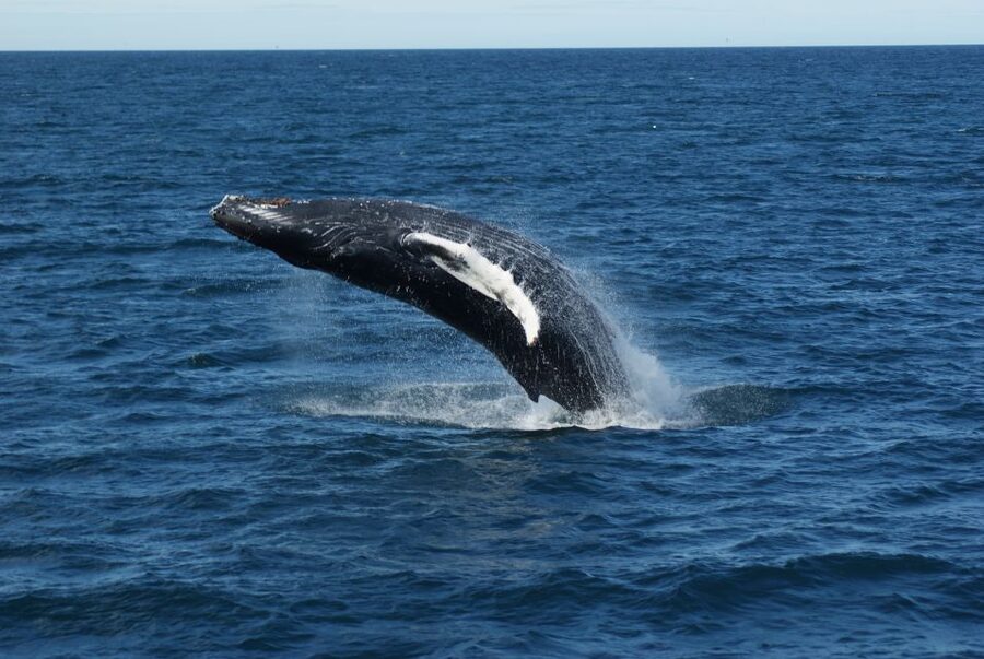 From Reykjavik: Whale Watching Tour - Tips that actually help: booking timing, gear use, and viewing strategy