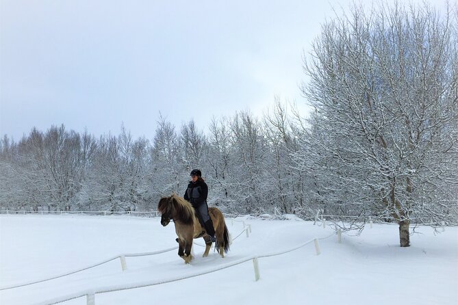 Golden Circle, Fridheimar Farm & Horses Small Group Tour from Reykjavik - Reykjavik pickup, minibus comfort, and the smart use of Wi-Fi