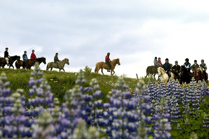 Icelandic Horseback Riding Tour Including Pick Up from Reykjavik - After the Ride: Warm Drinks, Cozier Stables, and a Smooth Return