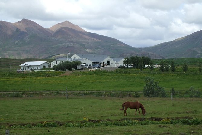 Icelandic Horseback Riding Tour Including Pick Up from Reykjavik - Pickup in Reykjavik Without the Headache