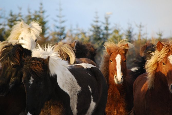 Icelandic Horseback Riding Tour with Pickup Option from Reykjavik - Icelandic horses and tölt training that actually helps