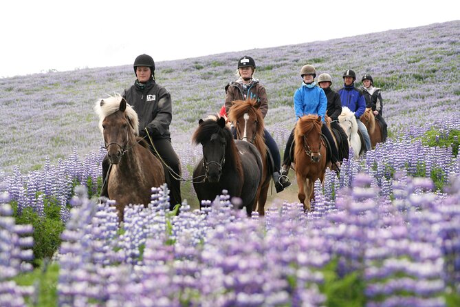 Icelandic Horseback Riding Tour with Pickup Option from Reykjavik - Ability-based groups: beginners, intermediates, and experienced riders