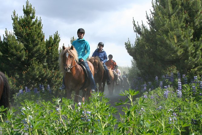 Icelandic Horseback Riding Tour with Pickup Option from Reykjavik - The horses: calm, friendly, and built for tölt comfort