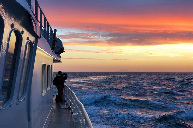 Magical Whales in the Midnight Sun | from Reykjavik - The Included Whale-Watching Centre Bonus Before You Board