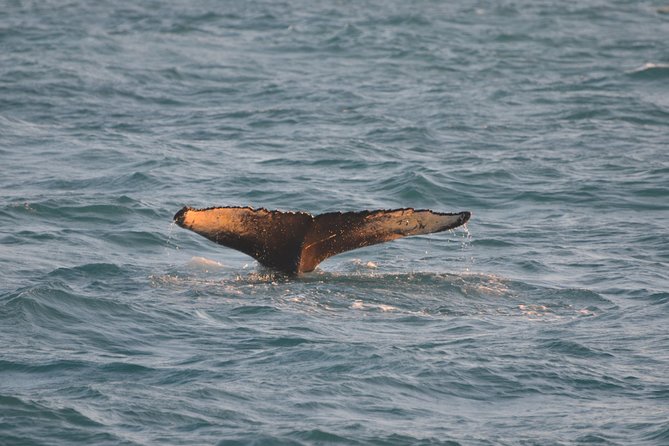 Magical Whales in the Midnight Sun | from Reykjavik - Onboard Comfort That Actually Helps You Enjoy Wildlife