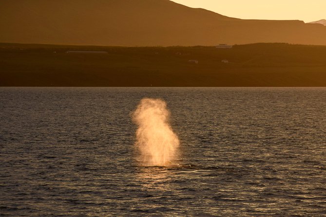 Magical Whales in the Midnight Sun | from Reykjavik - Wildlife Spotting: What You’re Watching For and How to Find It