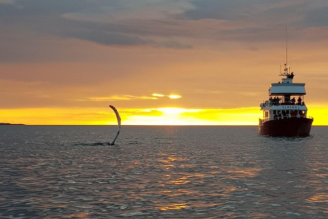 Magical Whales in the Midnight Sun | from Reykjavik - Weather Reality Check for a Midnight Sun Night