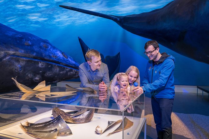 Northern Lights by Boat with a Backup Plan from Reykjavik - When the aurora does not cooperate: Whales of Iceland as your Plan B