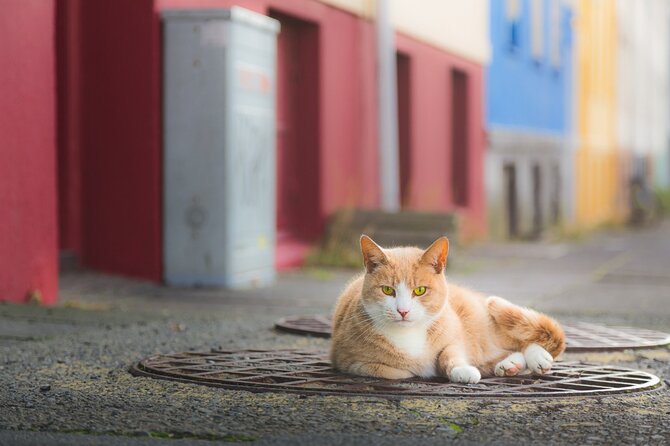 Private Reykjavik Cat Walking Tour - Why a private Reykjavik cat tour works (even if you love museums)