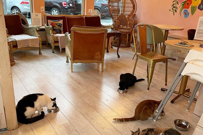 Private Reykjavik Cat Walking Tour - Cat design hunting, Laugavegur, and the Heart of Reykjavik