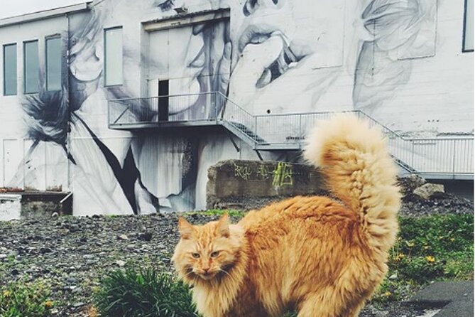 Private Reykjavik Cat Walking Tour - Price and logistics: what you’re really paying for