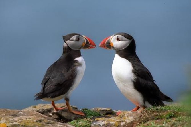 Puffin Cruise with Expert Tour Guide from Reykjavik - Akurey Island, Not Far From Reykjavik