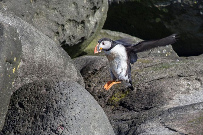 Puffin Cruise with Expert Tour Guide from Reykjavik - Puffins Are Small: Your Best Tool Is Binoculars