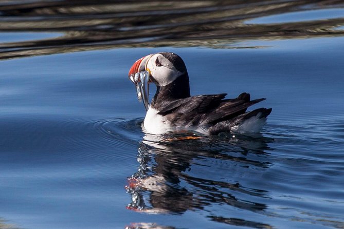Puffin Cruise with Expert Tour Guide from Reykjavik - When Season Timing Changes Everything