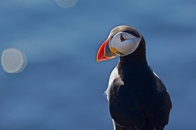 Puffin Cruise with Expert Tour Guide from Reykjavik - Crowds, Sound, and Camera Reality