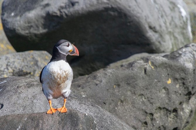 Puffin Cruise with Expert Tour Guide from Reykjavik - How Much It Costs, and What You Get for It