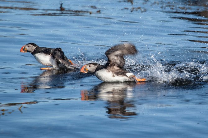 Puffin Cruise with Expert Tour Guide from Reykjavik - Who This Cruise Fits Best