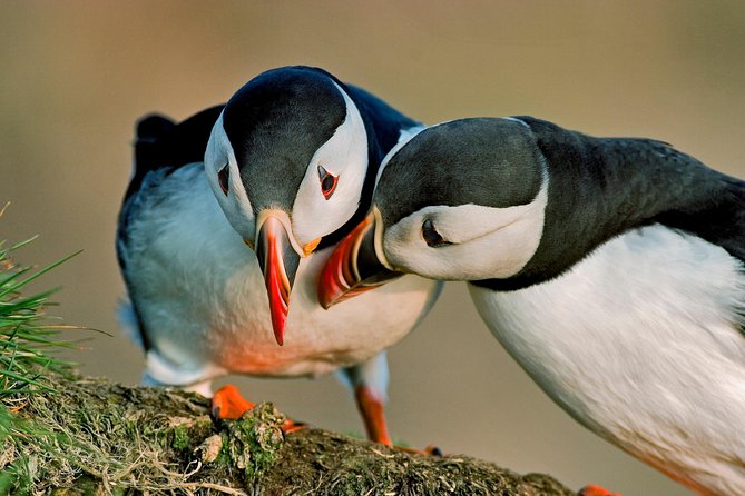 Puffin Cruise with Expert Tour Guide from Reykjavik - The Expert Guide: What You Actually Learn Onboard