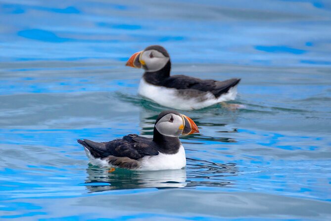 Puffin Watching Speedboat Express - The speedboat part: fast to the islands, calm at puffin time